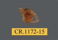 藏品(短指和尚蟹)的圖片